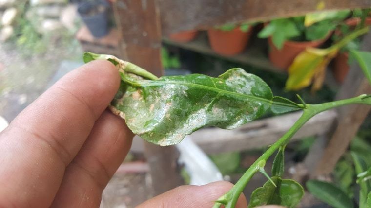 Los síntomas de esta plaga son muy característicos. Foto: You tube