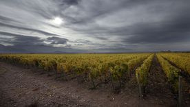 Bodegas de Argentina busca potenciar las exportaciones.