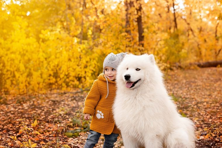 PERROS GRANDES Foto: SHUTERSTOCK