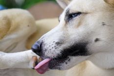 Este hábito en tu mascota puede significar cosas que no son de todo beneficiosas para él Foto: Shutterstock