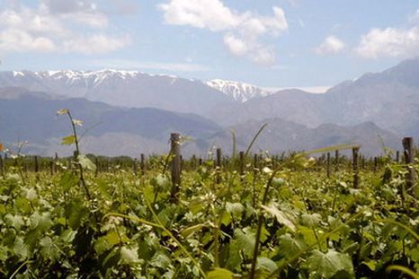 Viñedos en la localidad de Altamira, La Consulta, San Carlos, en Mendoza. Viñedos en la localidad de Altamira, La Consulta, San Carlos, en Mendoza.