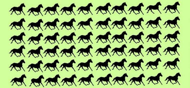 ACERTIJO VISUAL ACERTIJO VISUAL, RETO VISUAL, CABALLO Foto: ARCHIVO