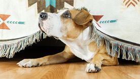 Por esto tus perro se sienta a tus pies Foto: SHUTTERSTOCK