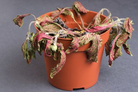Lo que hay que saber sobre las plantas. Foto: Shutterstock Lo que hay que saber sobre las plantas. Foto: Shutterstock