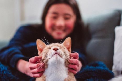 Todos los gatos domésticos (Felis catus) descienden del gato montés africano. Todos los gatos domésticos (Felis catus) descienden del gato montés africano.