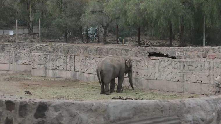 El elefante Tamy en su fosa en el Ecoparque de Mendoza El elefante Tamy en su fosa en el Ecoparque de Mendoza