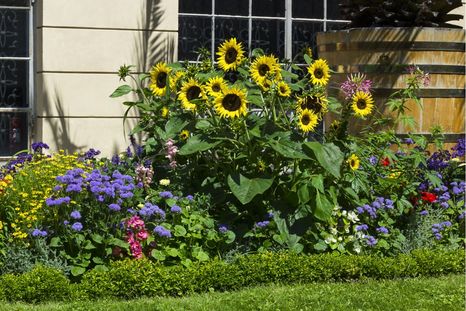 Los girasoles se pueden multiplicar solos. Foto: Shutterstock Los girasoles se pueden multiplicar solos. Foto: Shutterstock