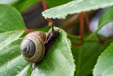 Caracoles Es posible combatir los caracoles. Foto: Fuente: Shutterstock