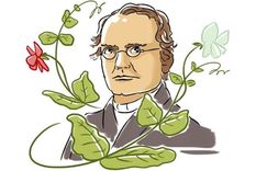 Mendel reveló las leyes estadísticas de la herencia y postuló la existencia de una unidad de la herencia que ahora se llama gen. Foto: SCIENCE PHOTO LIBRARY