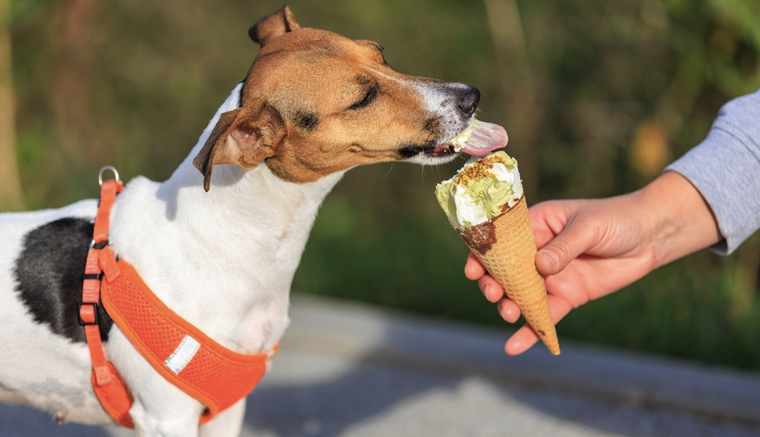 El calor puede afectar gravemente a las mascotas. Foto: Shutterstock