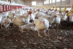 El Ministerio de Economía destinará $ 7.450 millones para asistir productores avícolas afectados por influenza aviar. Foto: Noticias Argentinas