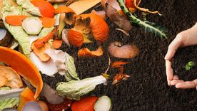 El abono orgánico es beneficioso para la salud de las plantas Foto: SHUTTERSTOCK
