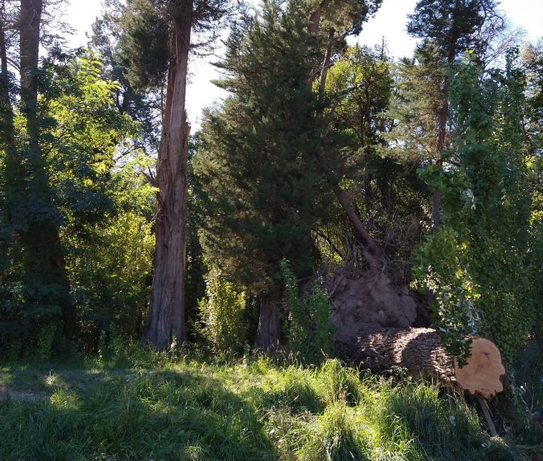 Como se ve en las fotos, el tronco es enorme