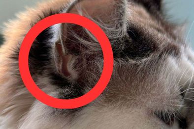 MDZol | gato oreja pliegue q