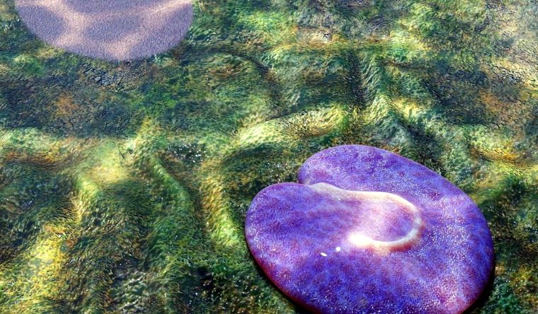 Se trata de un animal marino primitivo de hace 555 millones de años. Foto: Efe.