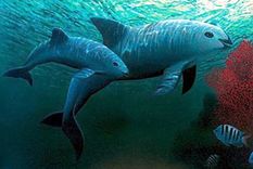 vaquitas marinas Hay que salvar de la desaparición a las vaquitas marinas. Foto: Efe.