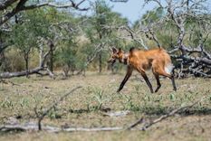 liberan a una aguara guazu que habia sido encontrada de cachorra sin su madre liberan a una aguara guazu que habia sido encontrada de cachorra sin su madre
