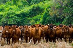 Los árboles a menudo se talan para crear tierras de pastoreo para proveer la demanda de carne del mundo. Foto: GETTY IMAGES