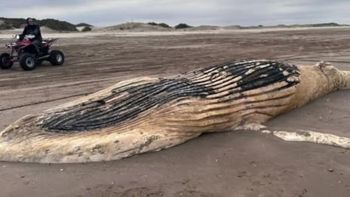 Conmoción: encontraron el cadáver de una ballena jorobada en el Partido de La Costa