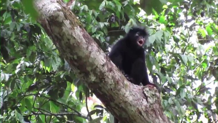 La nueva especie de mono también emite un característico aullido.