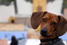 Algunas razas comprenden mejor las palabras que otras. Foto: Rodrigo DAngelo / MDZ