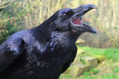 los cuervos conocen y usan la estrategia del ?divide y venceras?