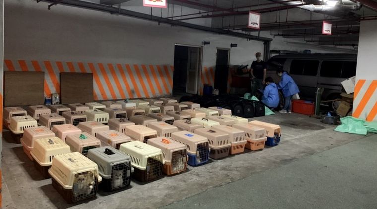 Los animales, antes de ser sacrificados. Foto: Taiwan News.