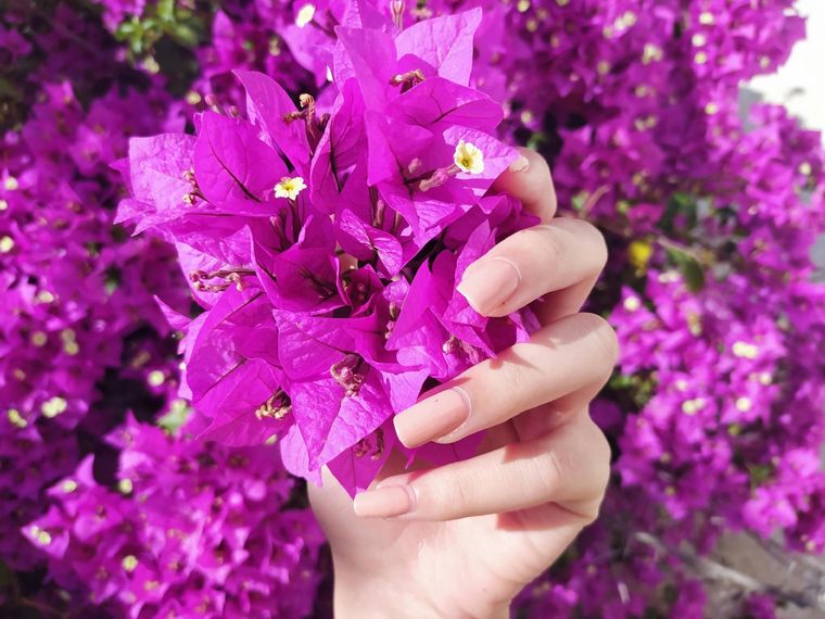 Cultiva estas plantas para mantener tu hogar fresco durante los días más calurosos. Foto: Fuente: Shutterstock