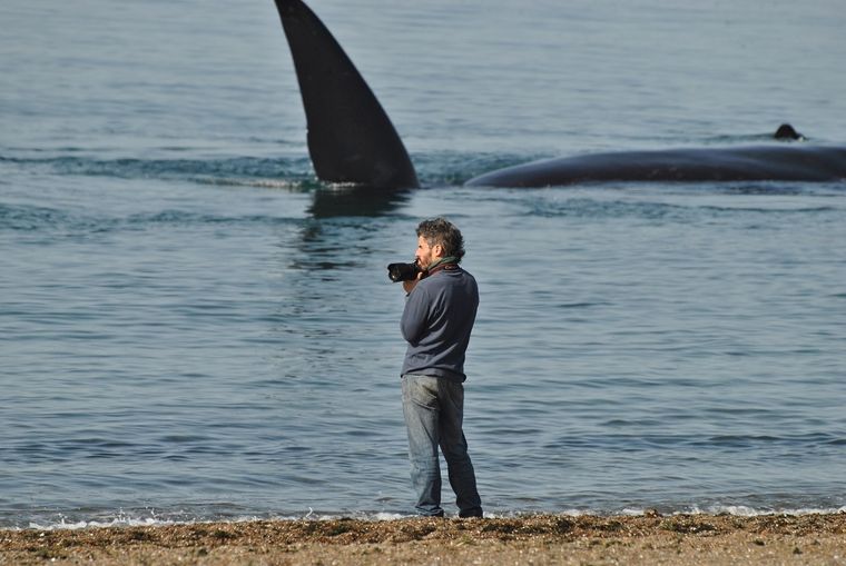 Se pueden observar ballenas desde la orilla