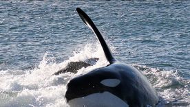 La costa de la Península Valdés se convierte en escenario de uno de los comportamientos predatorios más fascinantes del reino animal: el  varamiento intencional de las orcas.