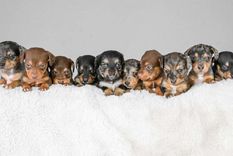 MASCOTAS Los once cachorros que nacieron Foto: Rayma Jones / SWNS