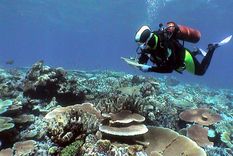 Los corales de los océanos del mundo preocupan a los científicos. Foto: Efe.