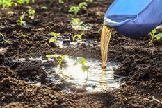 Estos tipos de abonos líquidos son sumamente importantes para curar y revivir todo tipo de plantas Foto: Shutterstock