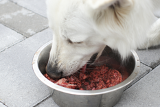 No se recomienda darle carne cruda a los perros. Foto: Shutterstock