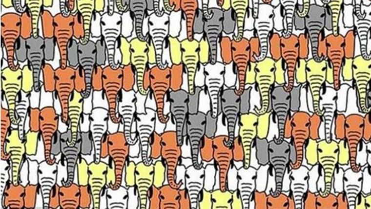 Acertijo visual, reto visual, oso panda Pinterest