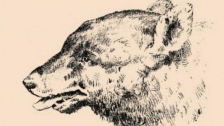 ACERTIJO VISUAL ACERTIJO VISUAL, RETO VISUAL, ROSTRO Foto: ARCHIVO