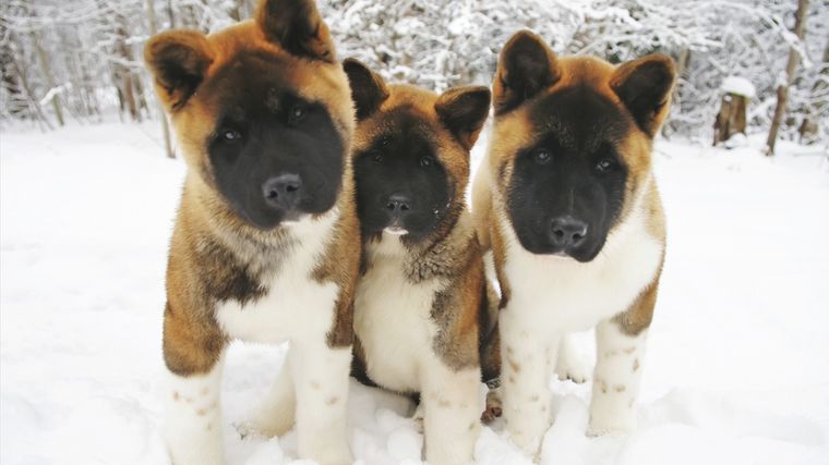 La raza de perro akita americano entre las más resistentes al frío. Foto: Shutterstock