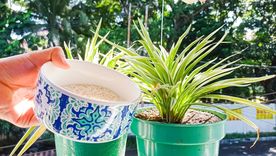 El arroz crudo en las macetas aporta nutrientes y fortalece las raíces. Foto: Shutterstock El arroz crudo en las macetas aporta nutrientes y fortalece las raíces. Foto: Shutterstock