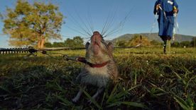 Las ratas entrenadas pueden detectar la presencia de minas terrestres mucho más rápido que los métodos convencionales.