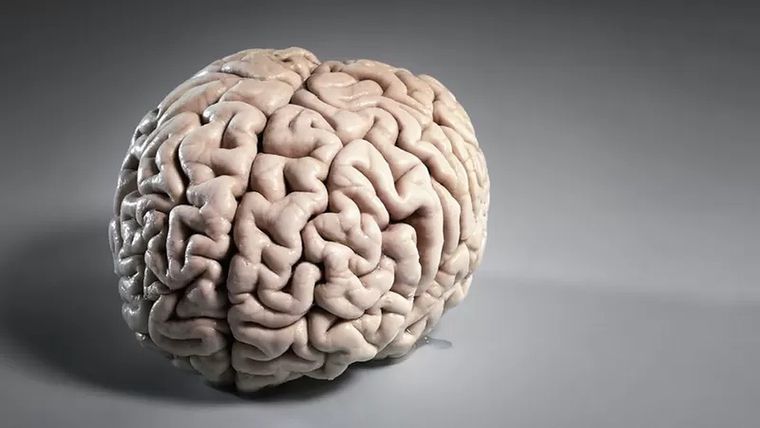 En muchos aspectos, el cerebro sigue siendo un enigma para la ciencia. Foto: GETTY IMAGES