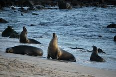 Fotografía de un lobo marino (zalophus wollebaeki), el 1 de julio de 2023, en la orilla de la playa Punta Carola, de la isla San Cristóbal, la más oriental de las Islas Galápagos. EFE/ Fernando Gimeno
