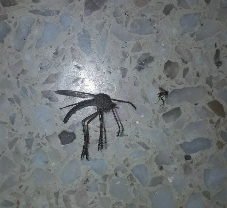 La imagen del mosquito gigante junto a otro de tamaño normal
