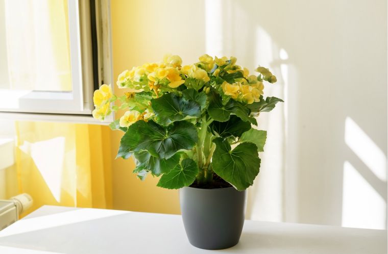 Jardín Cuidados de la begonia Foto: Shutterstock