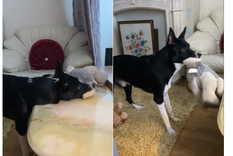 Perrito se hace viral por no poder dejar de ver Crepúsculo Foto: Archivo