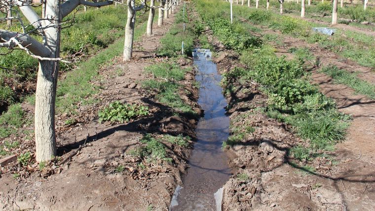Plataformas digitales de monitoreo de los riegos permiten acompañar el consumo de agua en tiempo real en la agricultura. Plataformas digitales de monitoreo de los riegos permiten acompañar el consumo de agua en tiempo real en la agricultura.