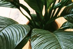 Cunas de Moisés: una de las mejores plantas para absorber la humedad Foto: Shutterstock