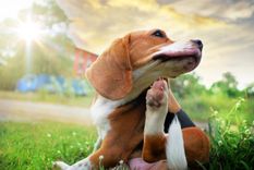 Desparasitar a los perros de forma periódica es clave para prevenir parásitos y cuidar su bienestar. Foto: Shutterstock