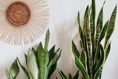 Estas plantas renovarán tu espacio. Foto: Archivo Estas plantas renovarán tu espacio. Foto: Archivo