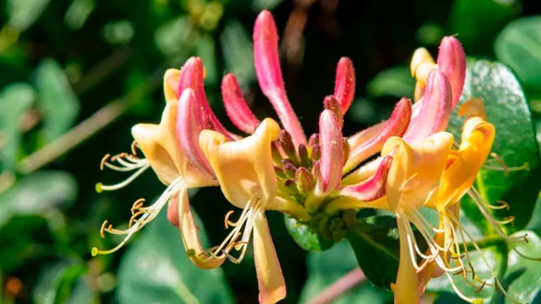 La mejor trepadora de hoja perenne para flores y frutos es la Lonicera implexa, también conocida como madreselva de hoja perenne. Foto: Gentileza Alamy/Robert Wyatt