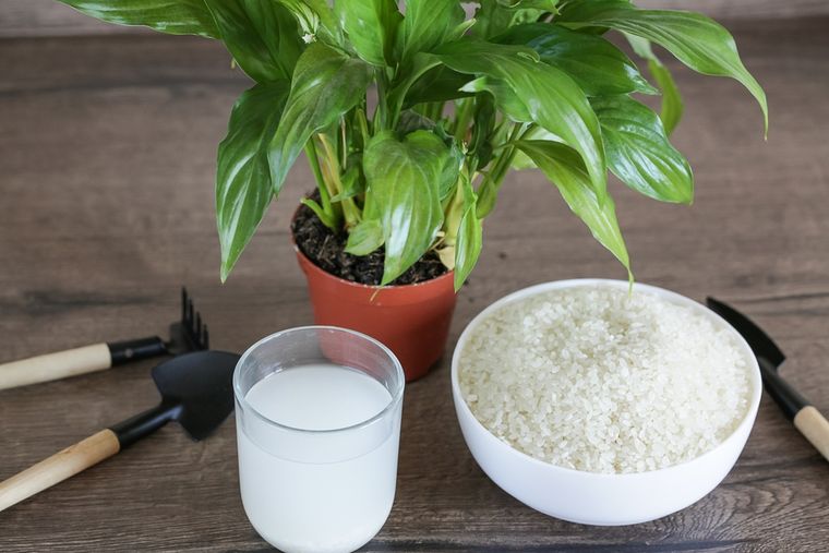 La jardinería casera encuentra en el arroz un aliado práctico y accesible. Foto: Shutterstock La jardinería casera encuentra en el arroz un aliado práctico y accesible. Foto: Shutterstock